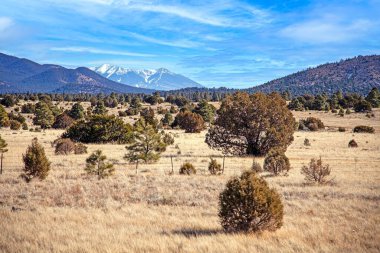 Büyük Kanyon Ulusal Parkı 'nda karlı dağlarla kaplı kuru otlakların ve dağınık ağaçların manzarası.
