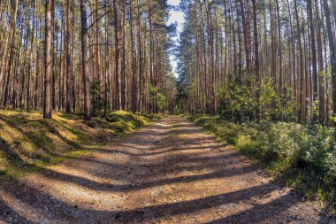 Gün ışığında uzun çam ağaçlarıyla çevrili bir orman yolunun panoramik görüntüsü