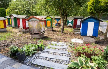 Renkli kovanları olan arka bahçe arısı.