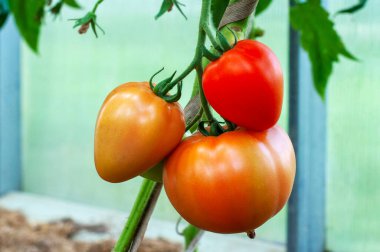 Kırmızı domatesler seradaki bir dalda olgunlaşır.