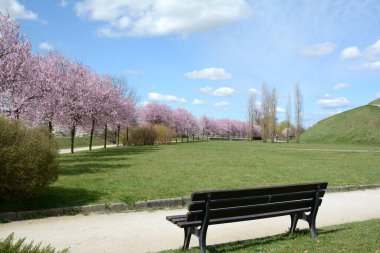 Huzurlu bir park sahnesi, ön planda ahşap bir bank, çiçek açmış kiraz ağaçları, çimenli bir tarla, ve dağınık mavi bir gökyüzü, baharın özünü yakalayan bulutlar.