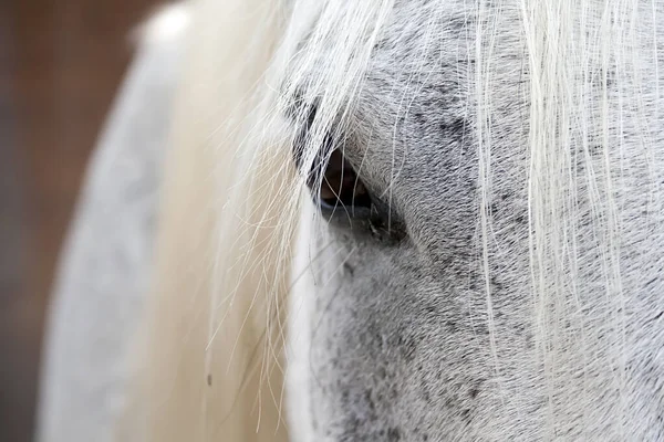 Białe Końskie Oko Bliska — Zdjęcie stockowe