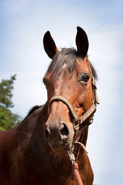 Portret Konia Arabskiego Gniada Głowa Konia — Zdjęcie stockowe