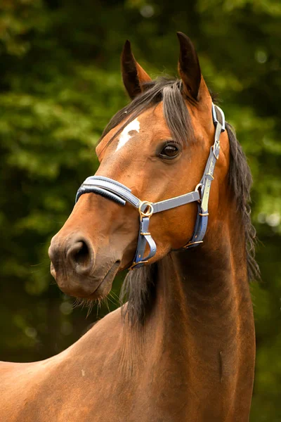 Retrato Cavalo Árabe Cabeça Cavalo Baía — Fotografia de Stock