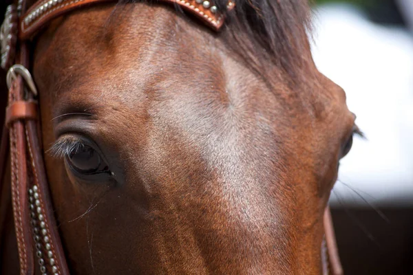 Western Horse Ansikte Närbild Ögonen — Stockfoto