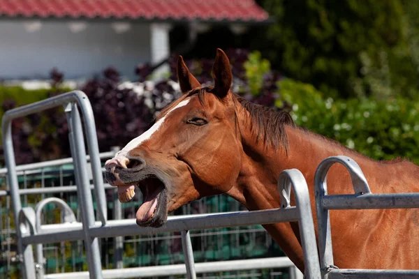 面白い馬のヨーンと笑顔 — ストック写真