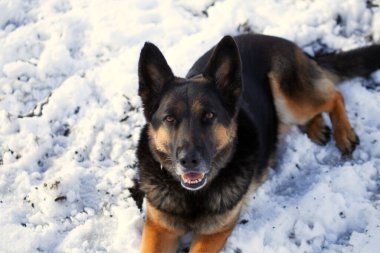 Alman çoban köpeği kışın karda