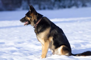 Alman çoban köpeği kışın karda