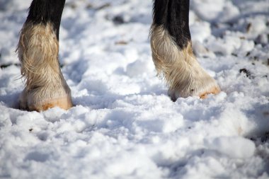 at yalınayak toynak yürüyüş kar yerde
