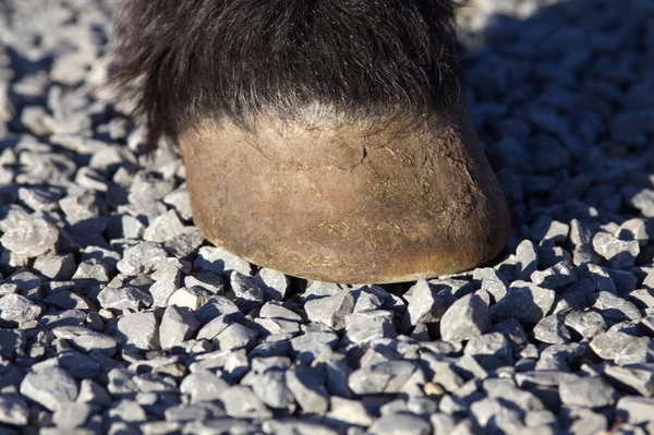 Pferdehuf Auf Schotterpiste Barfußhufe Auf Steinigem Boden — Stockfoto