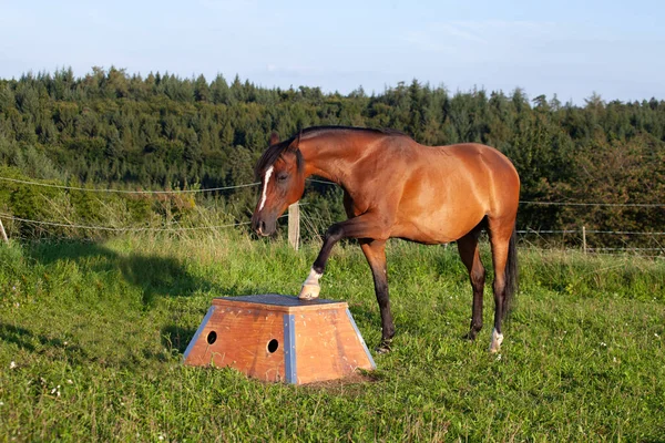 ポディウムで馬のトリックトレーニング 馬道の整備 — ストック写真