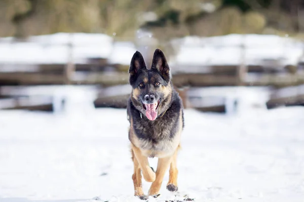 ドイツの羊飼いの犬ジャンプ 冬の雪の前でおもちゃをキャッチする犬の遊びとジャンプ — ストック写真