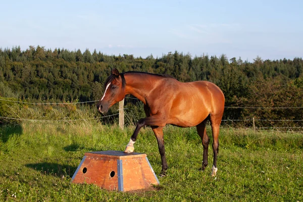 Pferdetricktraining Auf Dem Podium Pferdeweg Funktioniert — Stockfoto