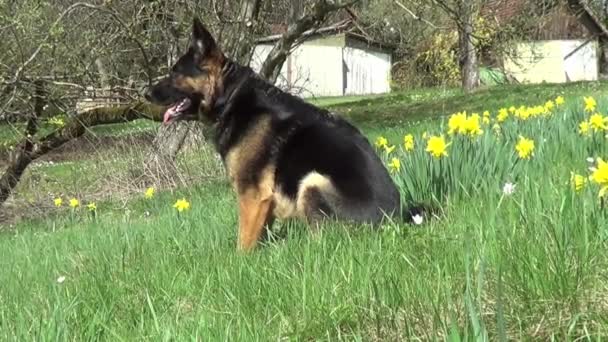 Duitse Herder Hond Zit Vrij Groene Weide — Stockvideo