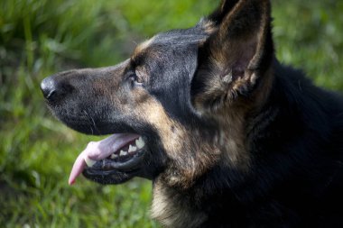 Dikkatli Alman çoban köpeği portresi. Yan görünüm