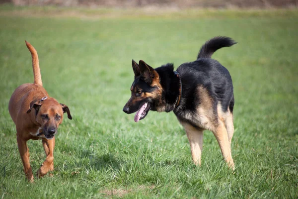 Parkta iki köpek birlikte oynuyor.