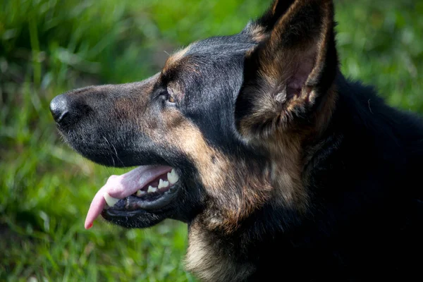 Dikkatli Alman Çoban Köpeği Portresi Yan Görünüm — Stok fotoğraf