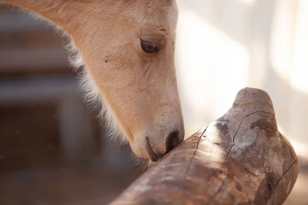 Źrebak Węszy Bada Otoczenie Courious Horse Baby Uczy Się Nowych — Zdjęcie stockowe