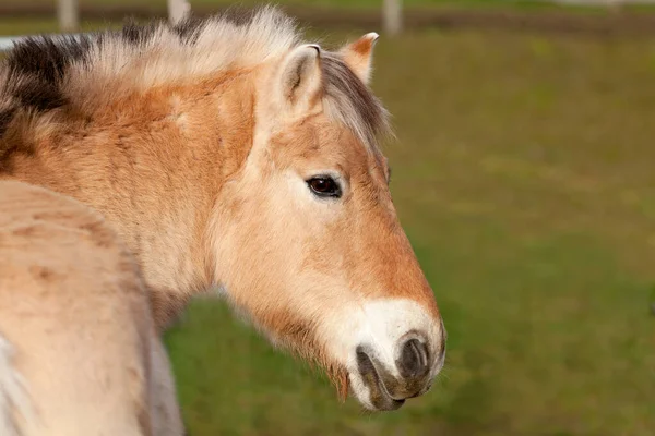 Norský Fjordový Kůň Obličej Zblízka Portrét — Stock fotografie