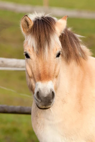 Cavalo Fiorde Norueguês Face Close Retrato — Fotografia de Stock