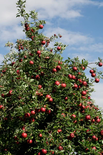 成熟果实树上的苹果 — 图库照片