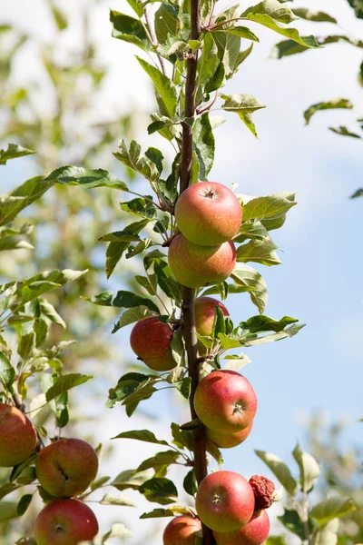 成熟果实的树上有成熟的苹果 — 图库照片