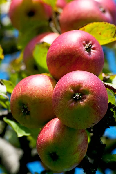 Apple Tree Mellow Ripe Fruits — Stock Photo, Image