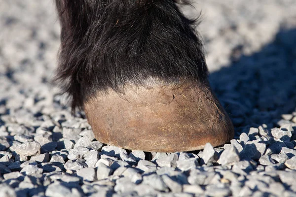 马蹄在砾石跑道上 石质地面上的赤脚钩子 — 图库照片