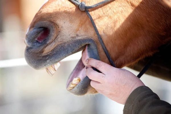 Άλογο Οδοντίατρος Στο Στόμα Αλόγου Ελέγχου Εργασίας — Φωτογραφία Αρχείου