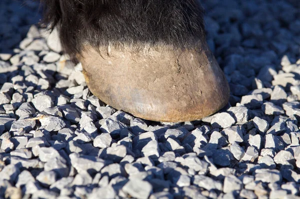 Άλογα Hoof Χαλίκι Κομμάτι Ξυπόλητοι Όρμοι Πέτρινο Έδαφος — Φωτογραφία Αρχείου