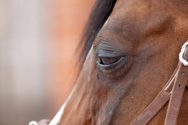 Koňské Oko Infekce Zánět Spojivek Rekurentní Uveitida Koní Otokem Slzících — Stock fotografie