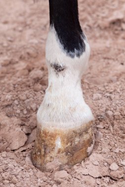 Çamur nezlesi, atların bacak alt ekstremitelerinde pastern dermatit