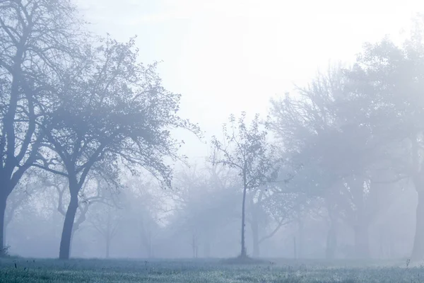 stock image Lonely tree in fog, unfocused blurred scene in winter mist