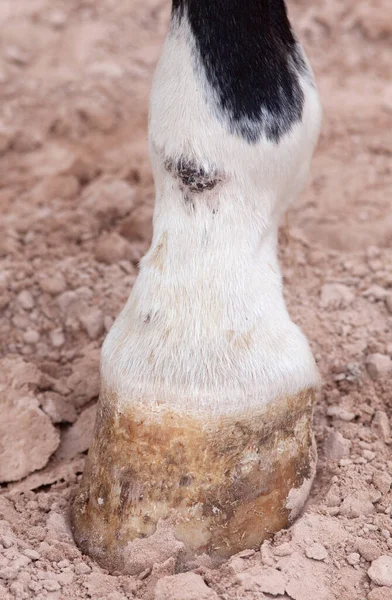 Febre Lama Dermatite Pasterna Nos Membros Inferiores Perna Cavalos — Fotografia de Stock