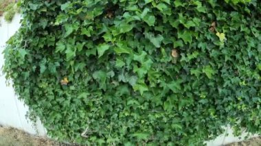 Ivy Hedera sarmalı duvarda
