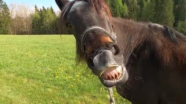Hästen Ler Framför Kameran Roligt Hästskratt Och Flehm — Stockvideo