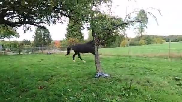 Zwarte Paard Galoppeert Vrij Het Veld — Stockvideo