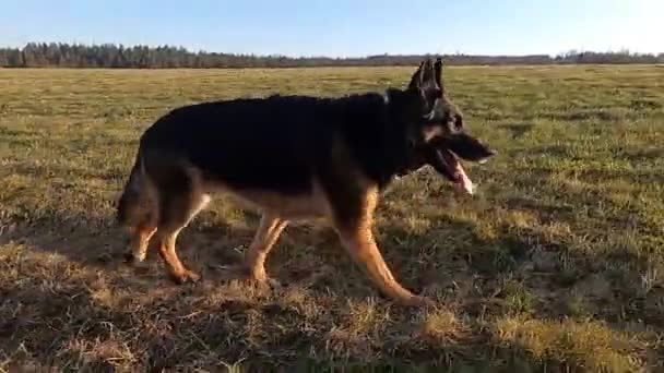 Alman Çoban Köpeği Yeşil Çayırda Özgürce Dolaşıyor — Stok video
