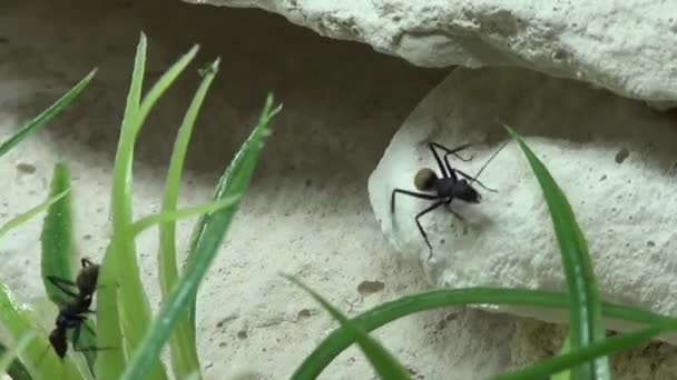 在水族馆里的宠物蚂蚁 — 图库视频影像