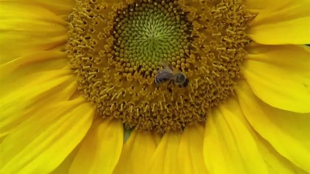 大黄蜂在明亮的黄色向日葵中采集Nektar — 图库视频影像