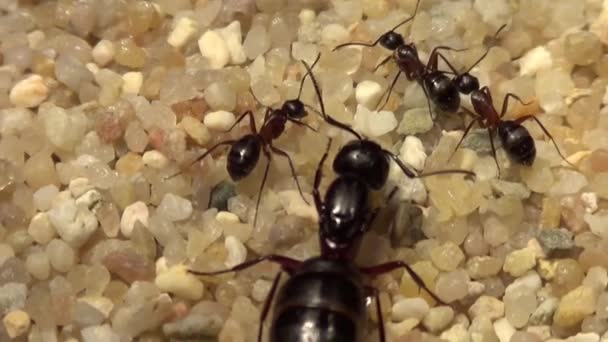 Formigas Alimentando Sua Rainha — Vídeo de Stock