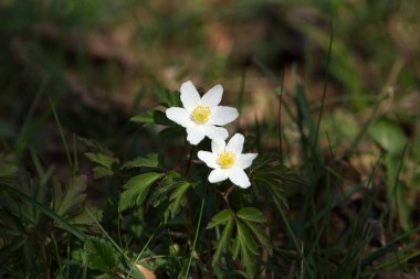 wood anemone, small white spring flower (Anemone nemorosa)