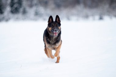 Alman çoban köpeği kışın koşuyor. Köpek karda oynar ve oyuncak yakalamak için zıplar.