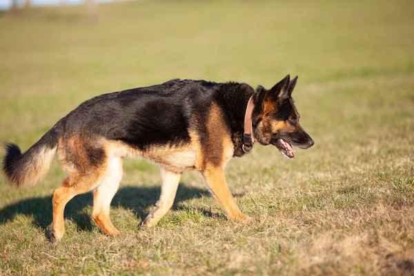 Alman Çoban Köpeği Çayırda Özgürce Koşuyor — Stok fotoğraf
