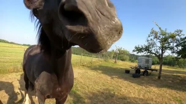Смешной Лошади Любопытно Нюхать Лизать Камеру — стоковое видео