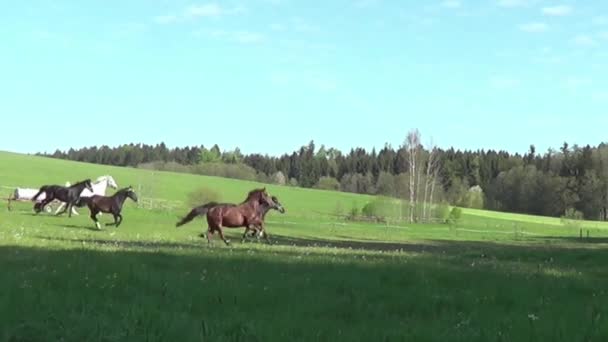 Vackra Hästar Galopperande Fri Äng Slow Motion — Stockvideo