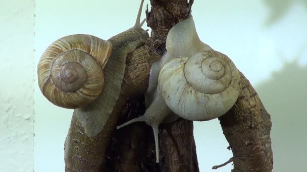Caracol Romano Caracol Borgonha Escargot Helix Pomatia — Vídeo de Stock