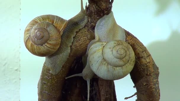 Escargot Romain Escargot Bourgogne Escargot Helix Pomatia — Video