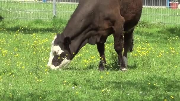 Kuh Draußen Auf Der Weide Ländliche Szene Eines Bauernhofes Mit — Stockvideo