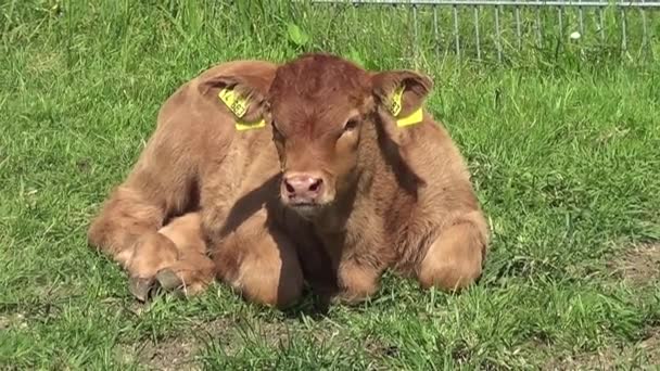 Pantorrilla Duerme Feliz Prado Vaca Bebé Madre Libres Pasto Granja — Vídeo de stock